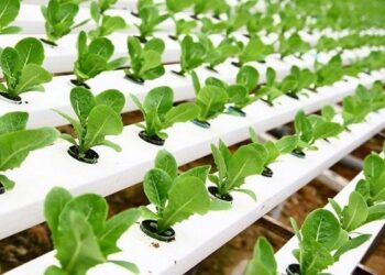 Tanaman hidroponik. (Ist)