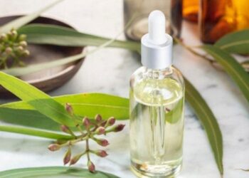 Ilustrasi minyak kayu putih. Foto: Istimewa