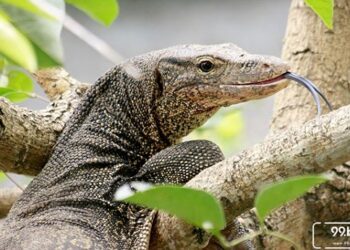 Ilustrasi biawak. Foto: Istimewa