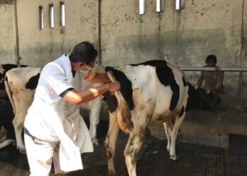 Pemeriksaan Sapi oleh DKPP Kabupaten Kediri