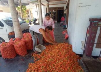 Stok di Petani Cabai Kediri