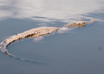 Ilustrasi buaya di sungai. Foto:Unsplash