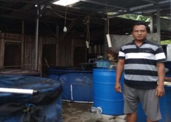 Nurkholis di lokasi budidaya ikan koi miliknya (Istimewa)