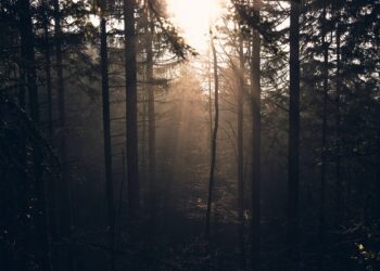Ilustrasi hutan. Foto: unsplash