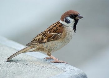 Benarkah Burung Gereja dan Emprit Kaji Musuhan?