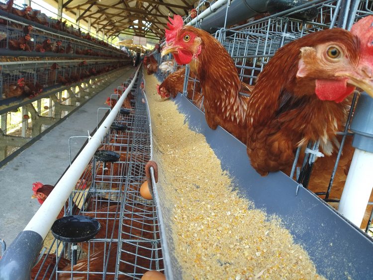 Harga Telur Anjlok, Peternak Ayam Blitar Menjerit