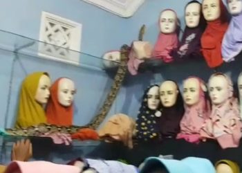 Teror Ular Sanca dan Cobra di Rumah Warga