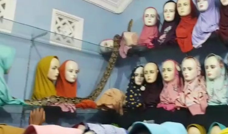 Teror Ular Sanca dan Cobra di Rumah Warga