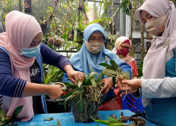 Budidaya Anggrek Bisa Jadi Peluang Usaha Di Masa Pandemi