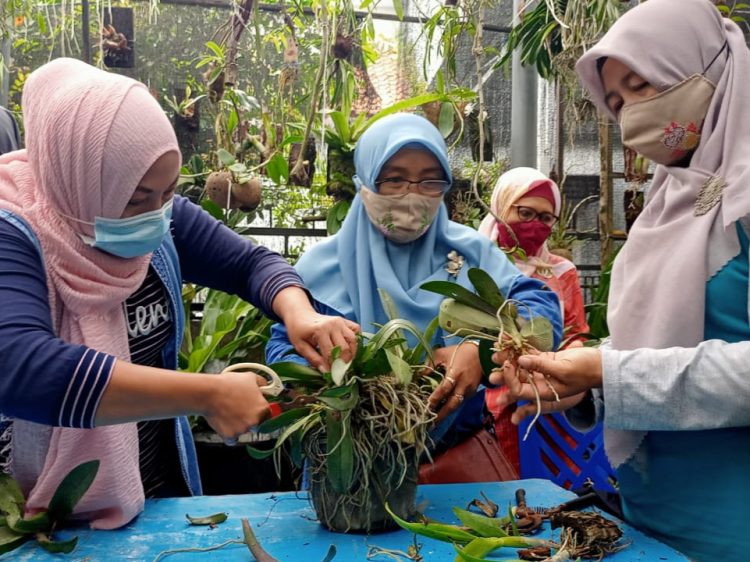 Budidaya Anggrek Bisa Jadi Peluang Usaha Di Masa Pandemi