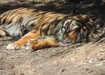 BKSDA Selidiki Kemunculan Harimau di Hutan Tulungagung