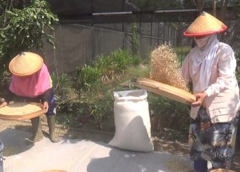 Pertanian Organik Petani Gubuk Lazariz