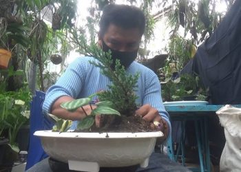 Kreasi Taman Mini, Atasi Lahan Sempit di Kota