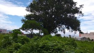 Legenda Pohon Beringin