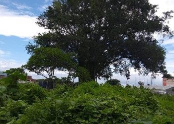 Legenda Pohon Beringin
