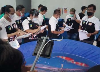 Ribuan Ikan Koi Adu Cantik di Kontes Bupati Cup