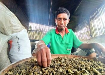 Petani teh, Bambang Muniarto memilah teh