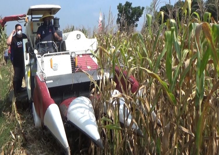 Kunjungi Panen Raya, Bupati Berharap Kediri Jadi Produsen Jagung