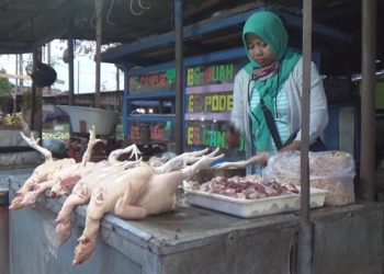 Pedagang ayam di Jombang. Foto: Bacaini/Syailendra