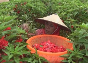 Banjir Rejeki Petani Bunga di Awal Puasa