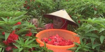 Banjir Rejeki Petani Bunga di Awal Puasa