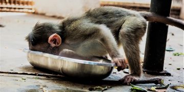 Pemkab Tulungagung Didesak Keluarkan Larangan Atraksi Topeng Monyet