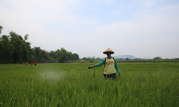 Dinas Pertanian Edukasi Petani Tarokan Hadapi Hama Padi