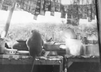 Heboh Munculnya Kera Yang Merusak Warung di Mojo