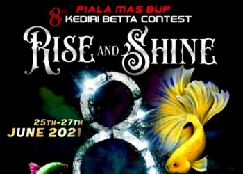 Wow, Kontes Cupang Berhadiah Mobil