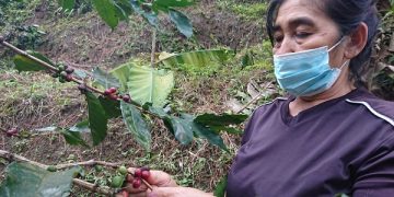Kisah Perempuan Pemetik Kopi di Gunung Wilis