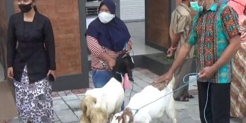 Peserta Vaksin di Trenggalek Dapat Hadiah Kambing