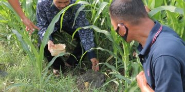 Gerdal, Solusi Jitu Pemkot Kediri Kendalikan Hama Tikus