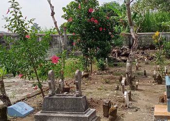 Misteri Pohon Ambruk Yang Berdiri Lagi di TPU Joho