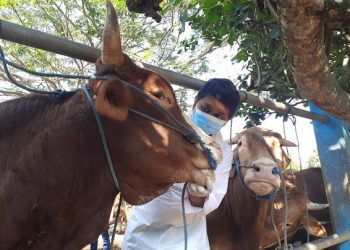 Ini Penyebab Harga Hewan Kurban Naik Selama PPKM Darurat