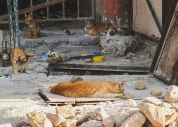 Perjuangan Warga Kediri Mendirikan Panti Asuhan Kucing