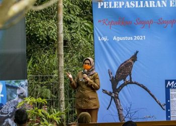 Pelepasliaran seekor elang jawa dan elang bido di kawasan Taman Nasional Bromo Tengger Semeru (TNBTS). Foto/Humas TNBTS
