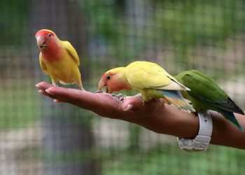 Liga Tak Jelas, Faris Aditama Jualan Lovebird