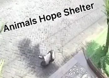 Rekaman CCTV penembakan anjing yang diduga di Kota Malang.