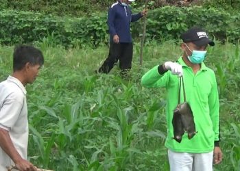 Dihargai Rp 5 Juta, Warga Trenggalek Buru Tikus Sawah