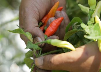 Harga Anjlok, Pemkot Kediri Beli Cabai Petani