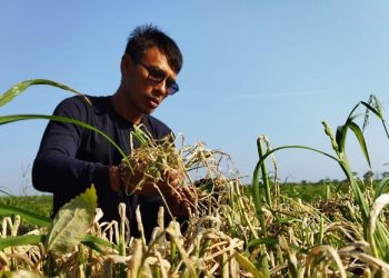 Kasihan Petani, Panen Bawang Merah Hancur Diserang Ulat