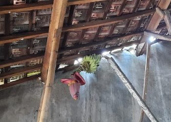 Heboh Buah Pisang Muncul Dari Atap Rumah Warga Jongbiru
