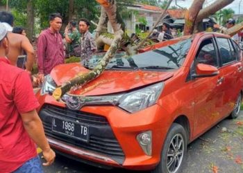 Tiga Warga Surabaya Tertimpa Pohon di Madura