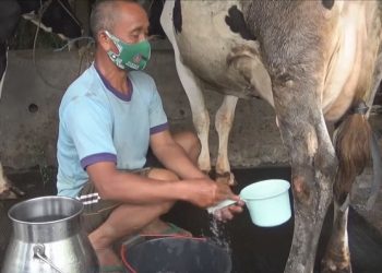 Peternak Sapi Perah Jombang Raup Untung Besar