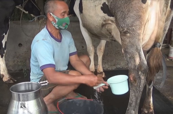 Peternak Sapi Perah Jombang Raup Untung Besar - Bacaini.id