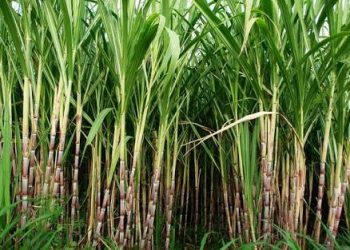 Sejarah Tebu, Bukan Untuk Pemanis (1)