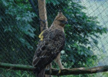 Elang Jawa Dilepasliarkan di Hutan TNBTS