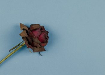 Hati-hati, 6 Jenis Bunga Ini Bisa Mengundang Makhluk Halus