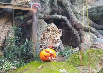 Batu Secret Zoo Pamerkan Pesta Helloween Bersama Macan Tutul