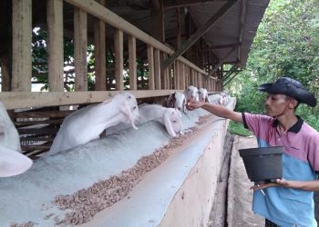 Badrus, Peternak Milenial Dari Bangkalan